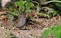 Dunnock - A
